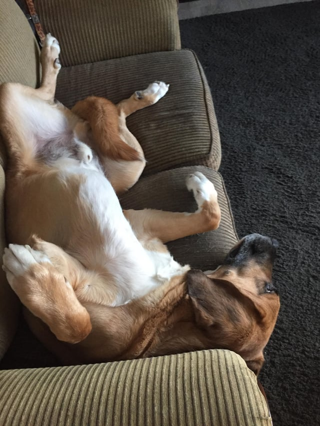 Cheezburger Image 10615326976