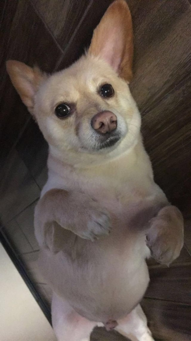 Cheezburger Image 10615327488