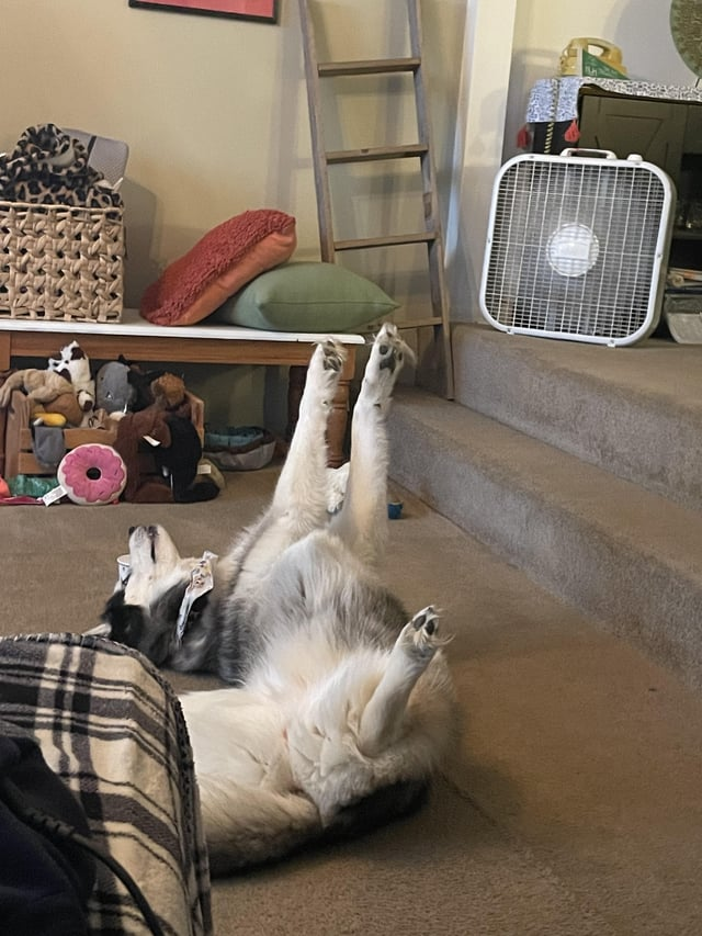 Cheezburger Image 10615328512