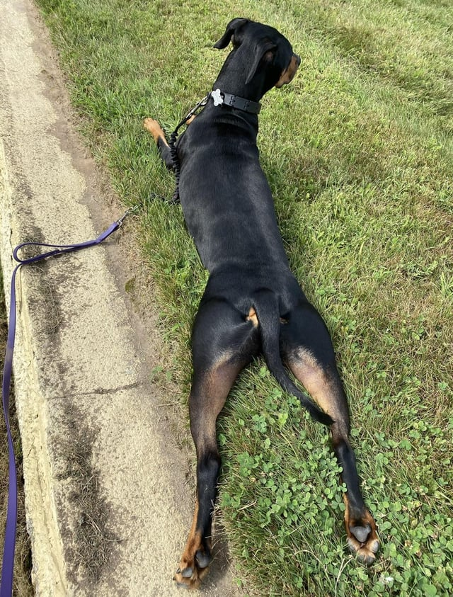 Cheezburger Image 10615329536