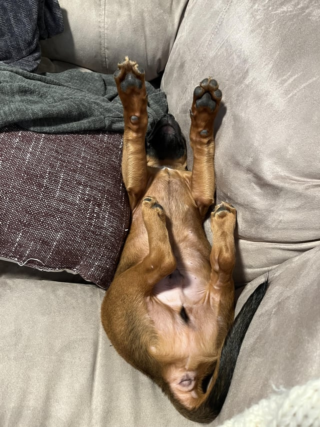 Cheezburger Image 10615330304