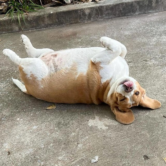 Cheezburger Image 10615330560