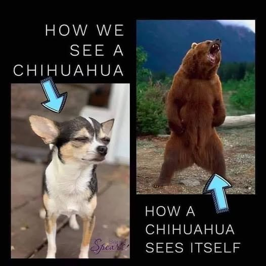HOW WE SEE A CHIHUAHUA HOW A CHIHUAHUA Spear SEES ITSELF