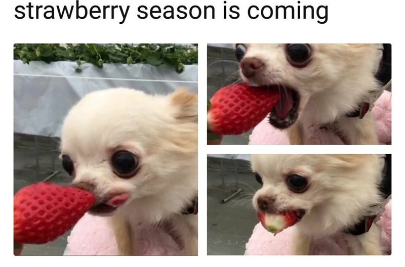 strawberry season is coming