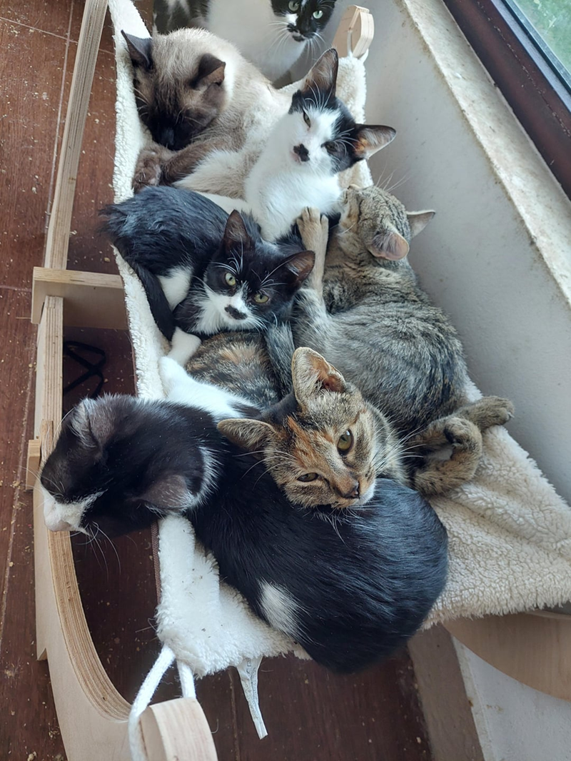 Cheezburger Image 10615336448