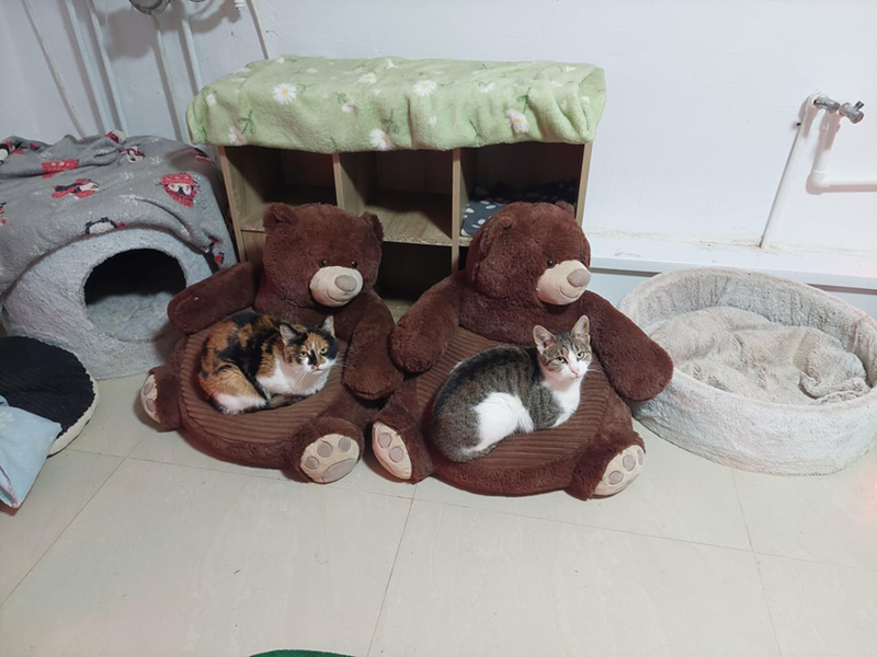 Cheezburger Image 10615337472