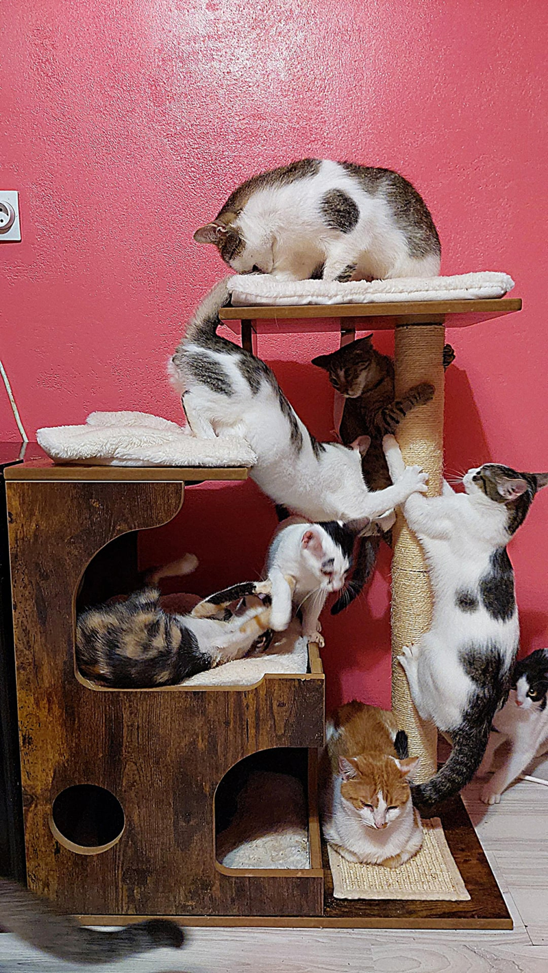 Cheezburger Image 10615338240