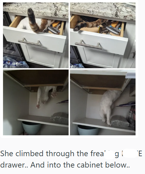 She climbed through the frea' g! E drawer.. And into the cabinet below..