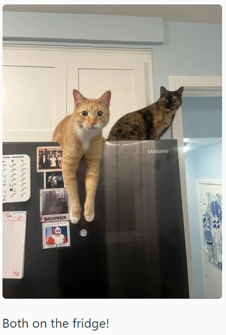 EDING REMINDER L BALLOWEEN SCREAMERS Both on the fridge! SAMSUNG