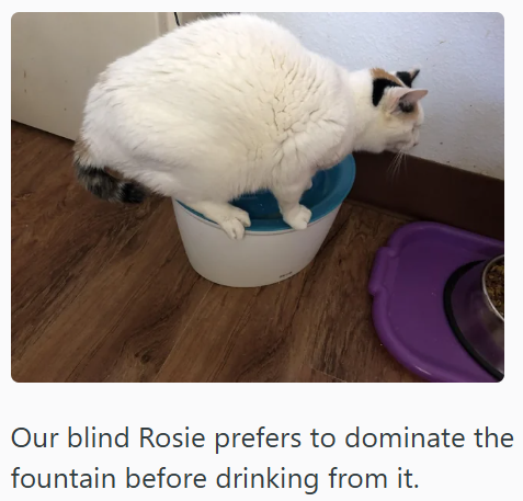 Our blind Rosie prefers to dominate the fountain before drinking from it.