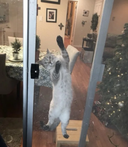 Cheezburger Image 10615352064