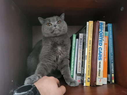 HAYNES FORD EXPLORER IDIOT'S Raspberry Pi standard catalog of IMPORTED CARS 1946-2002 ructables.com HOW TO FIX ABSOLUTELY ANYTHING BUILD ELECTRIC VEHICLE COLLECT