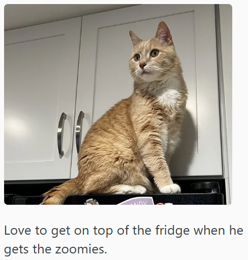 UDY Love to get on top of the fridge when he gets the zoomies.