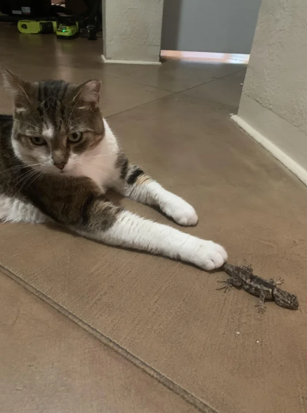 Cheezburger Image 10615353344