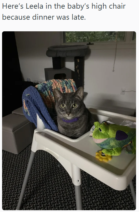 Here's Leela in the baby's high chair because dinner was late.