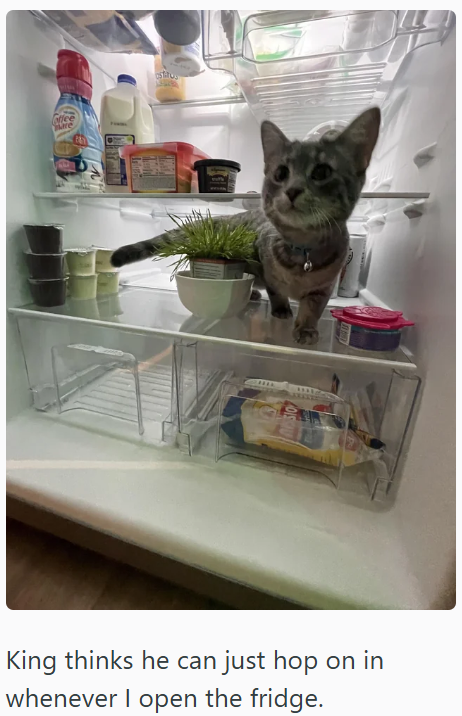 offee wre statu King thinks he can just hop on in whenever I open the fridge.