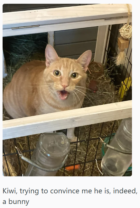 Kiwi, trying to convince me he is, indeed, a bunny