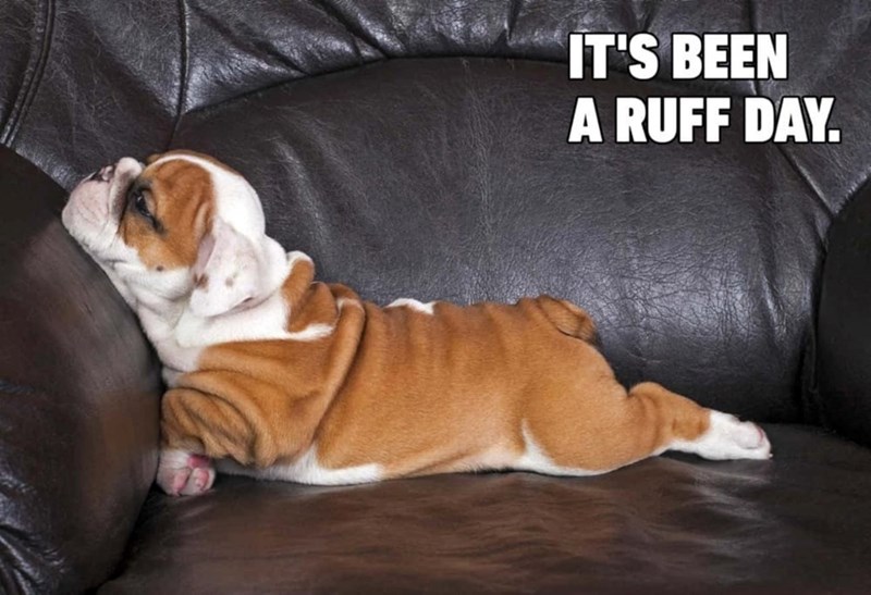 IT'S BEEN A RUFF DAY.