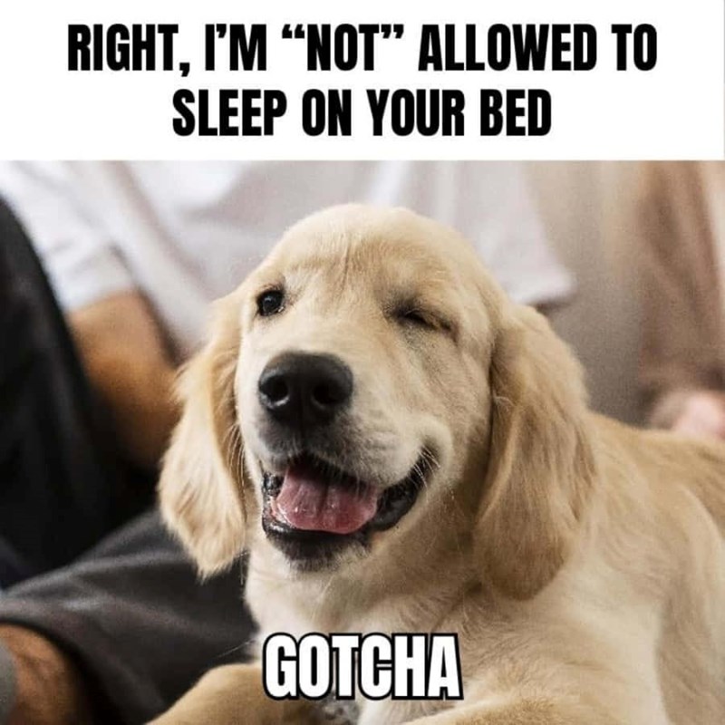 RIGHT, I'M "NOT" ALLOWED TO SLEEP ON YOUR BED GOTCHA