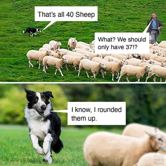 That's all 40 Sheep What? We should only have 37!? I know, I rounded them up. PunHubOnline Pun hub