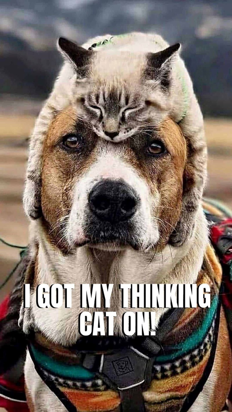 I GOT MY THINKING CAT ON!