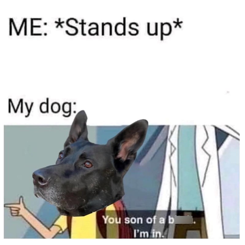 ME: *Stands up* My dog: You son of a b I'm in.