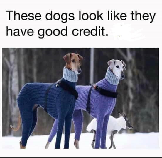 These dogs look like they have good credit.