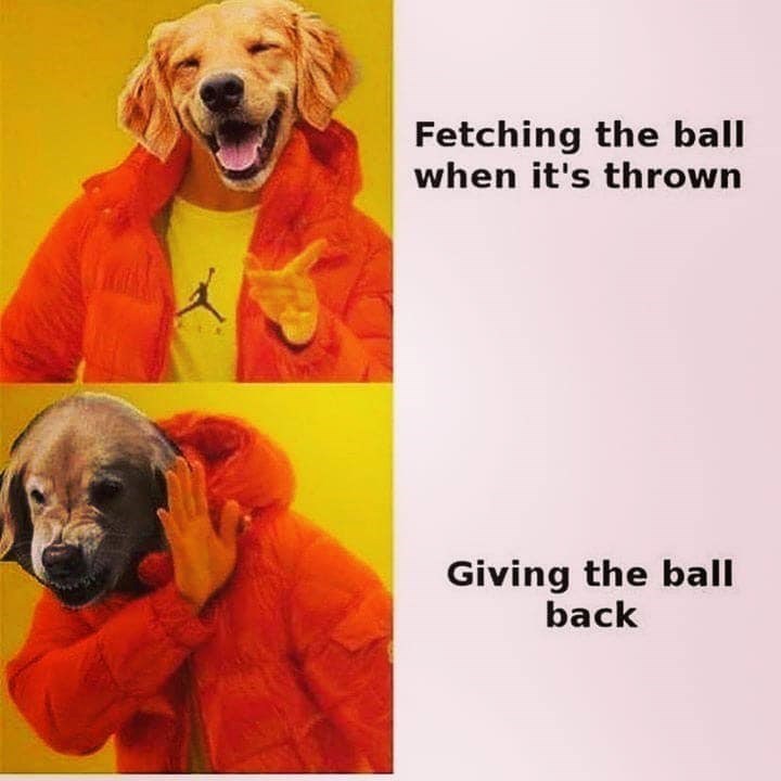 Fetching the ball when it's thrown Giving the ball back