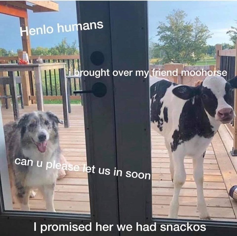 Henlo humans i brought over my friend moohorse can u please let us in soon I promised her we had snackos
