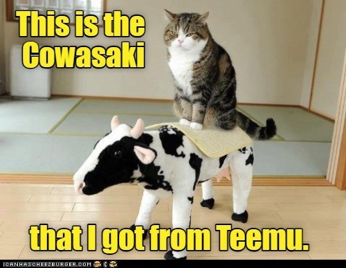 Cheezburger Image 10615374080