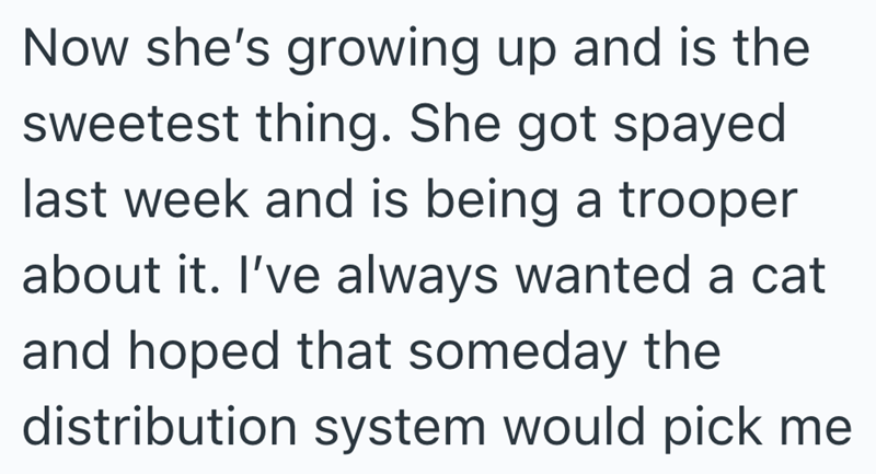 Now she's growing up and is the sweetest thing. She got spayed last week and is being a trooper about it. I've always wanted a cat and hoped that someday the distribution system would pick me