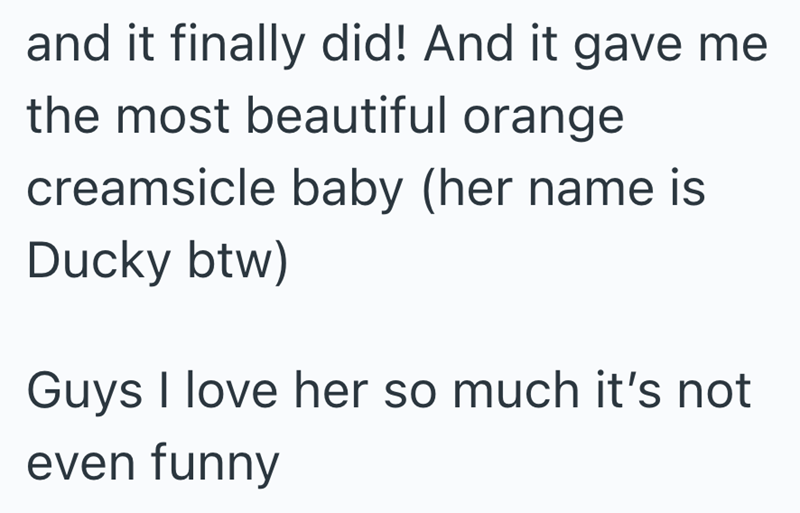 and it finally did! And it gave me the most beautiful orange creamsicle baby (her name is Ducky btw) Guys I love her so much it's not even funny
