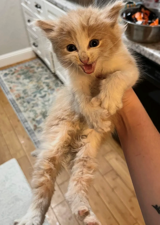 Cheezburger Image 10615375360