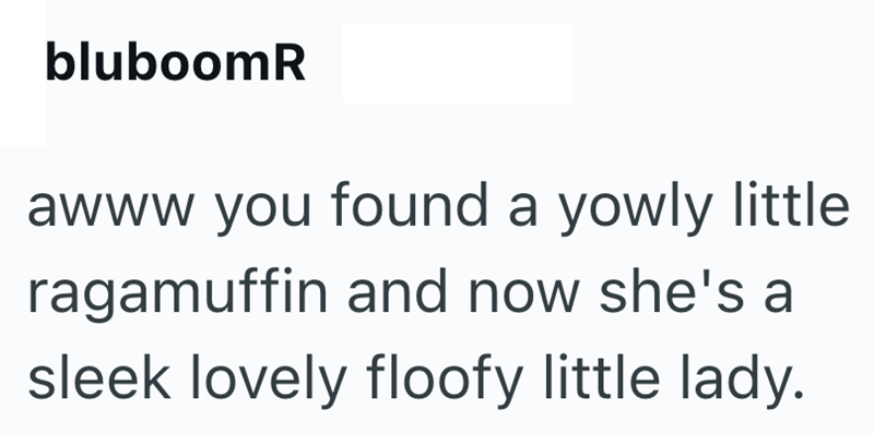 bluboomR awww you found a yowly little ragamuffin and now she's a sleek lovely floofy little lady.