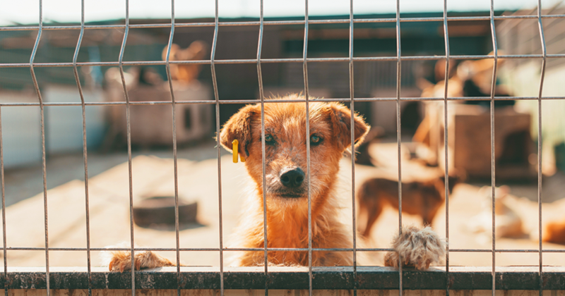 Cheezburger Image 10615385344