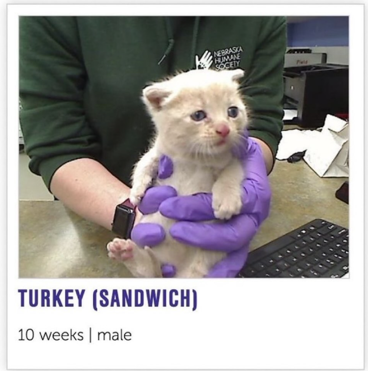 TURKEY (SANDWICH) 10 weeks male NEBRASKA HUMANE SOCETY Field