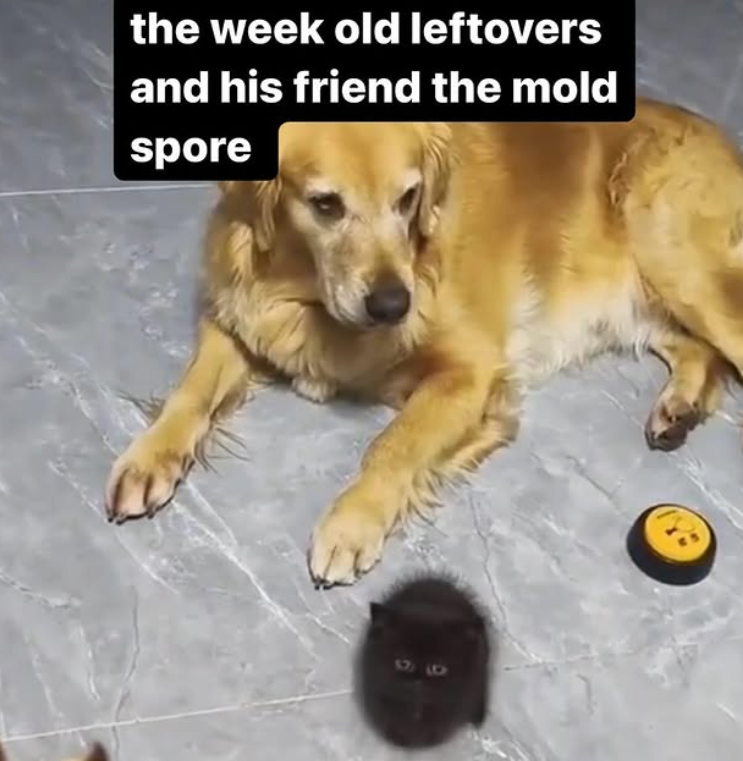 the week old leftovers and his friend the mold spore 96