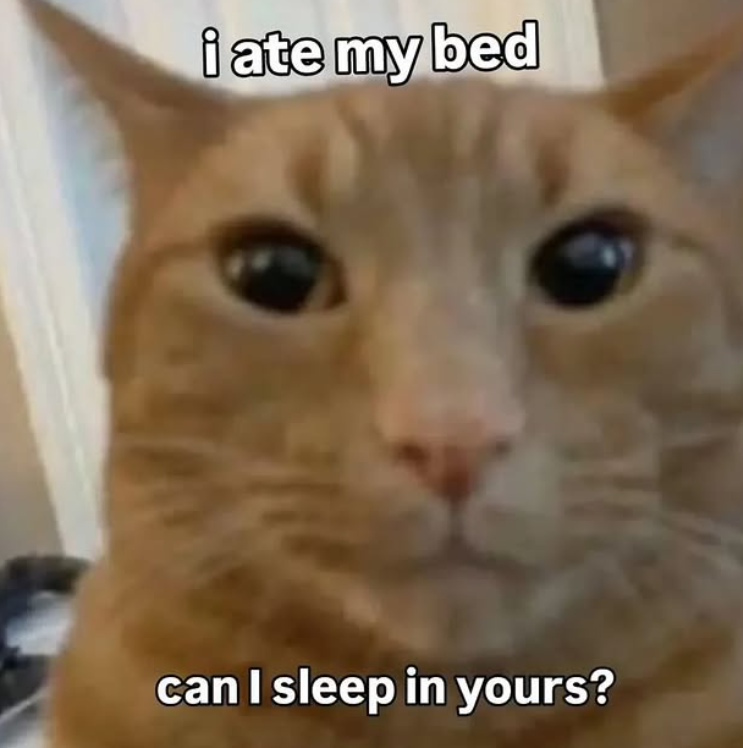 i ate my bed can I sleep in yours?