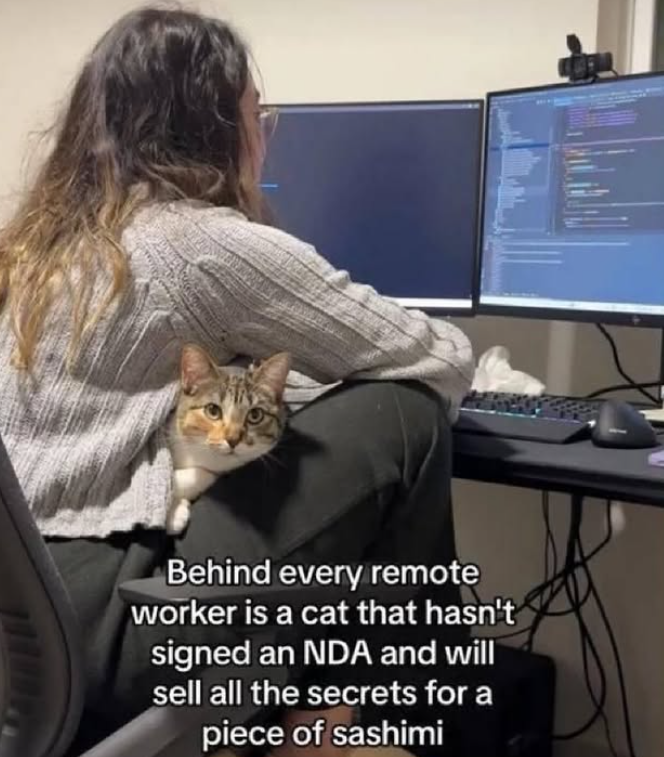 Behind every remote worker is a cat that hasn't signed an NDA and will sell all the secrets for a piece of sashimi