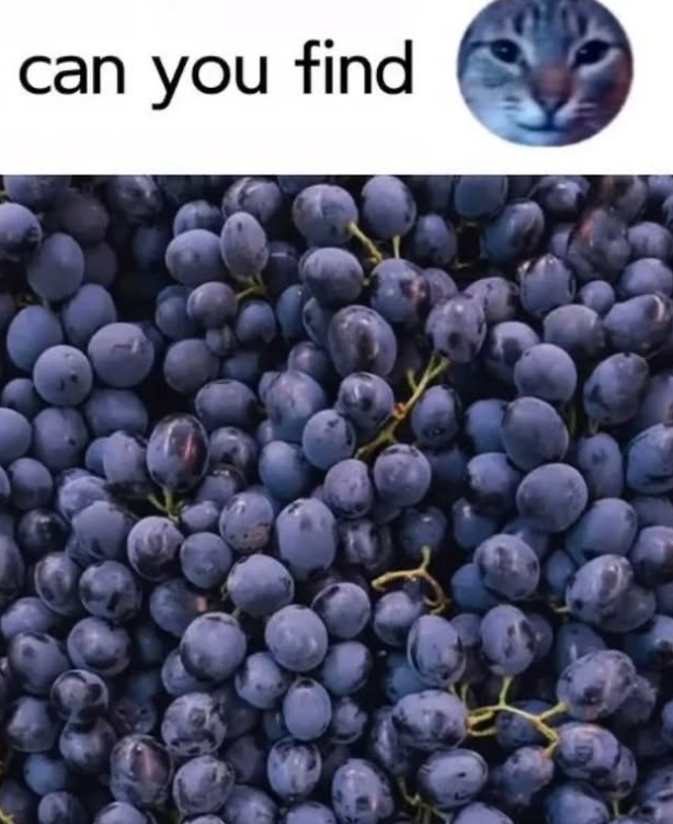 can you find
