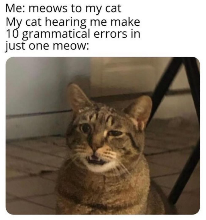 Me: meows to my cat My cat hearing me make 10 grammatical errors in just one meow:
