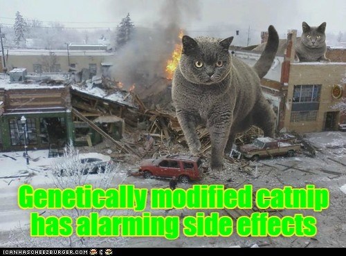 Cheezburger Image 10615392000