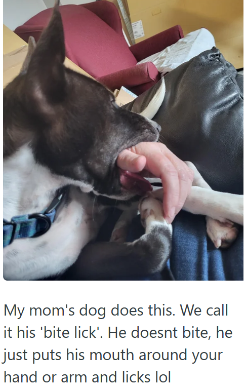 www My mom's dog does this. We call it his 'bite lick'. He doesnt bite, he just puts his mouth around your hand or arm and licks lol