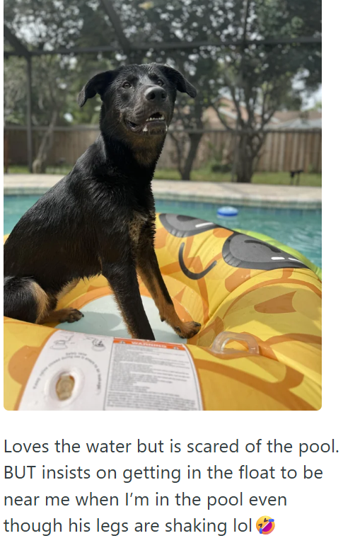 Loves the water but is scared of the pool. BUT insists on getting in the float to be near me when I'm in the pool even though his legs are shaking lol