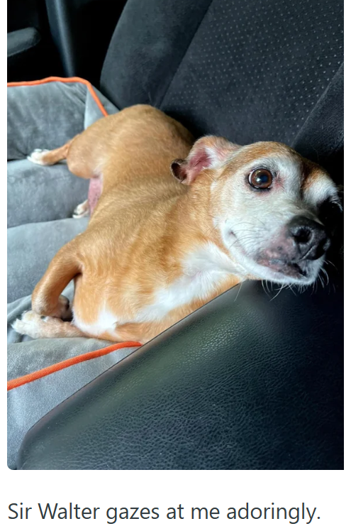 Sir Walter gazes at me adoringly.