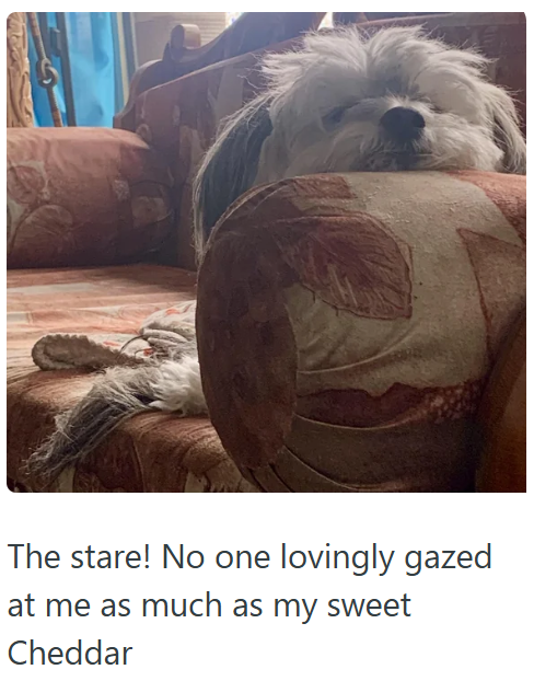 The stare! No one lovingly gazed at me as much as my sweet Cheddar