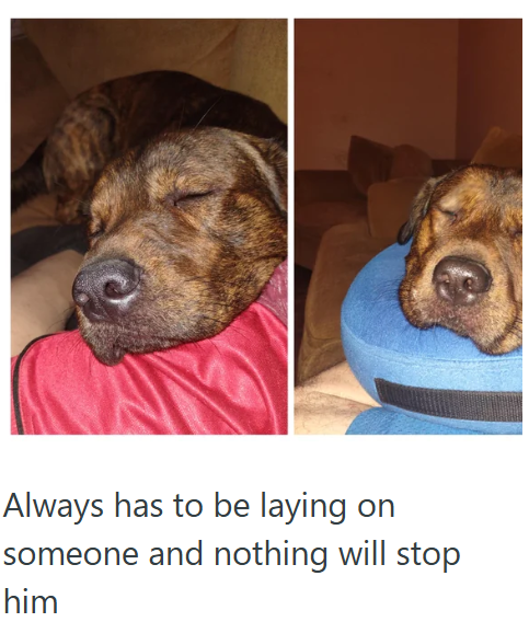 Always has to be laying on someone and nothing will stop him