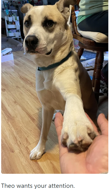 Theo wants your attention.