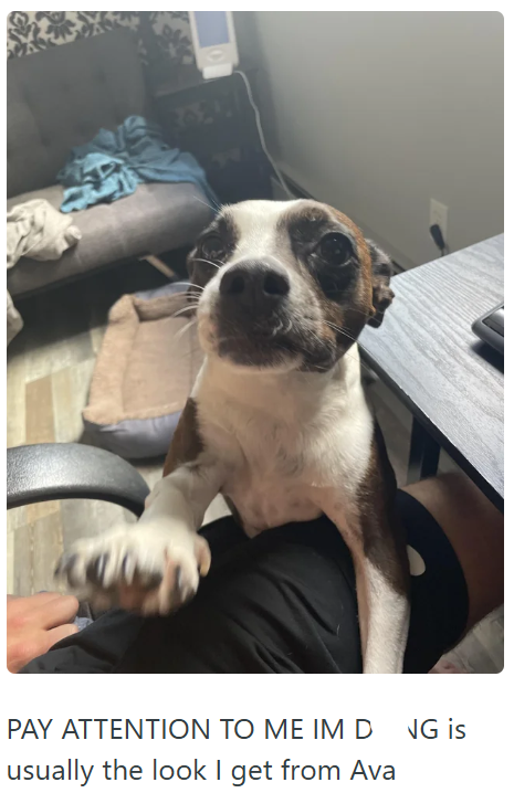 PAY ATTENTION TO ME IM D usually the look I get from Ava NG is