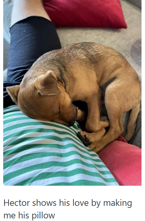 Hector shows his love by making me his pillow